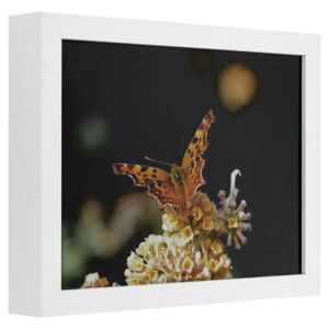 550-005 Fotolijst - Wit met zichtbare houtnerf - 7 cm hoog profiel, 20x25cm